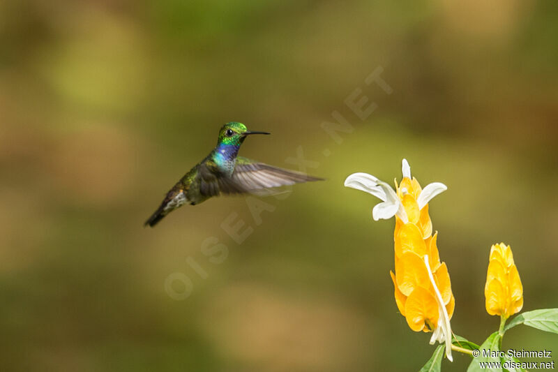 Blue-chested Hummingbird