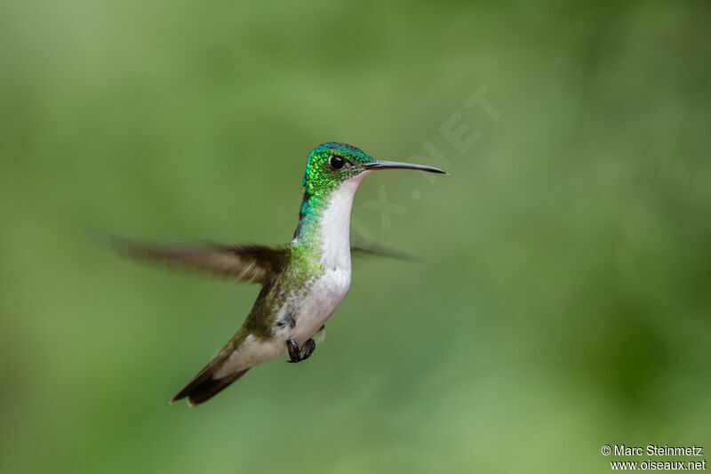 Andean Emerald