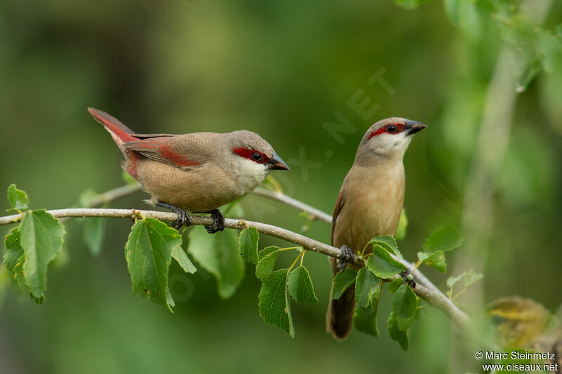 Crimson-rumped Waxbill