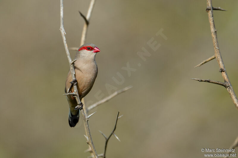 Black-rumped Waxbill