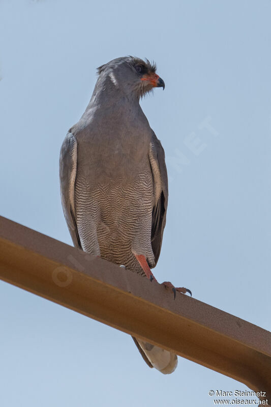 Dark Chanting Goshawk