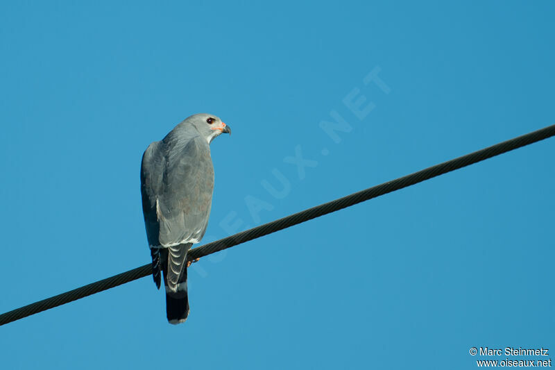 Lizard Buzzard