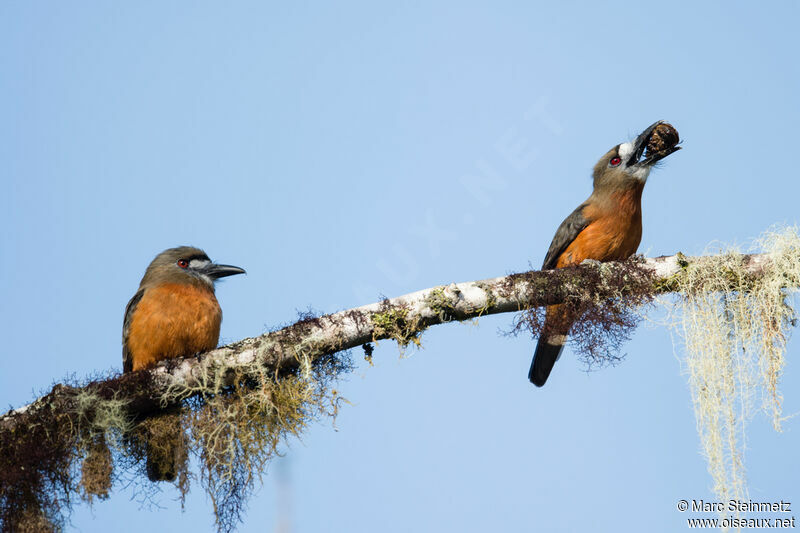 White-faced Nunbird