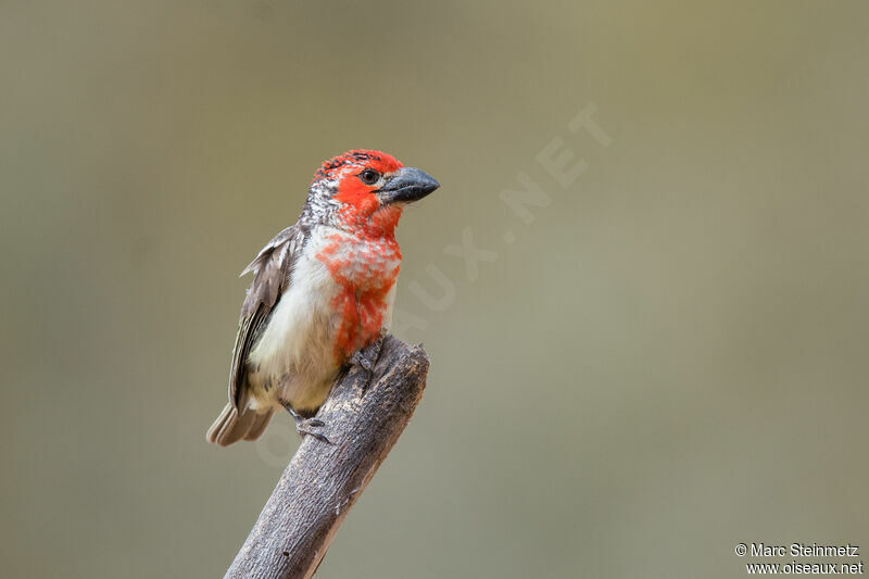 Vieillot's Barbet