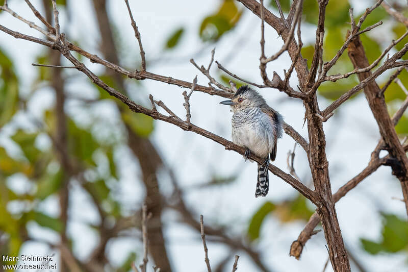 Rufous-winged Antshrike male adult, habitat, pigmentation