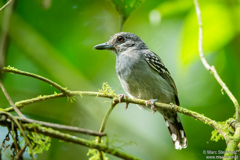 Black-crowned Antshrike male