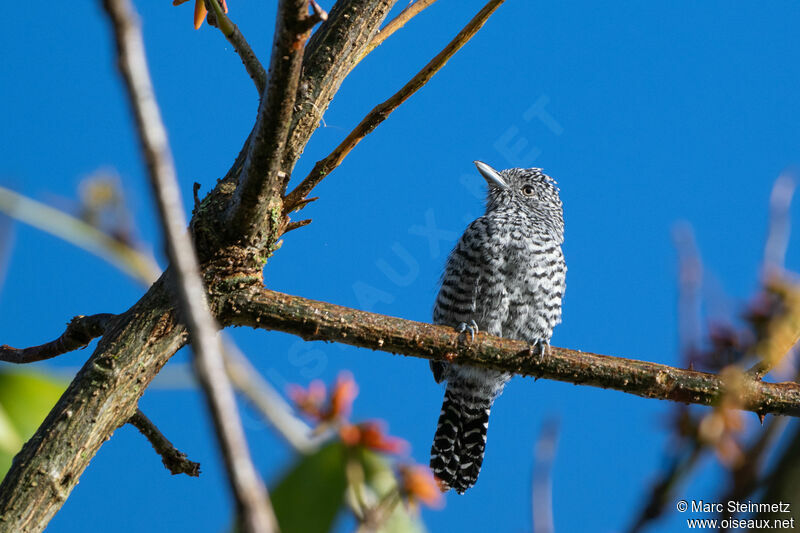 Bar-crested Antshrike male