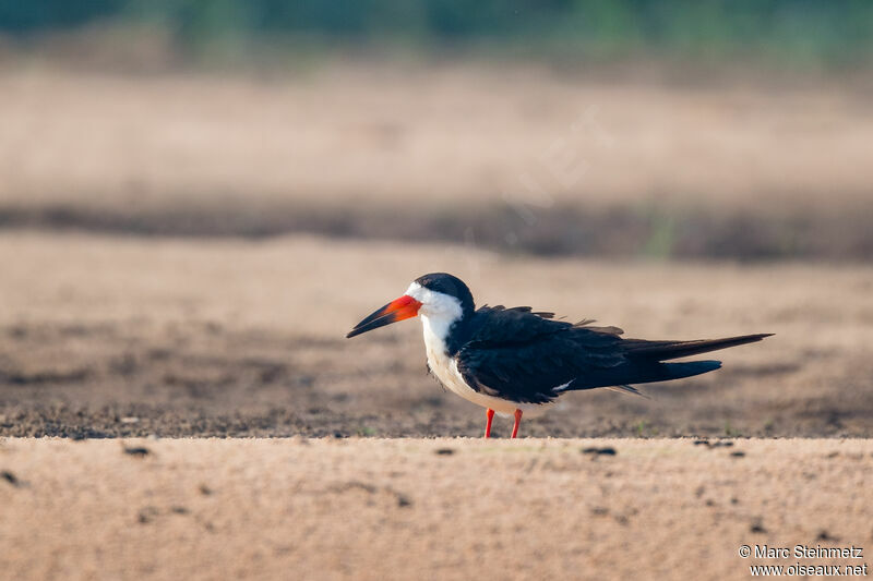 Black Skimmer