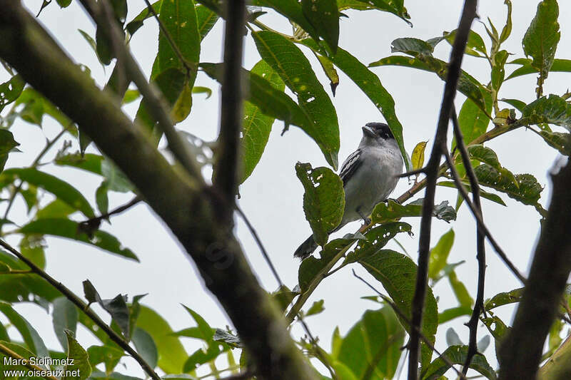 Black-and-white Becard male adult