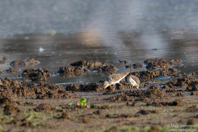 White-rumped Sandpiper