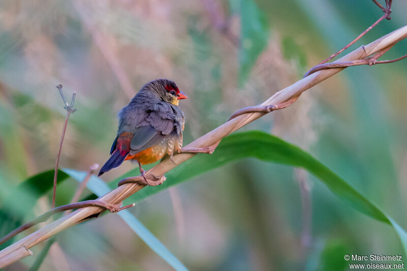 Orange-breasted Waxbill