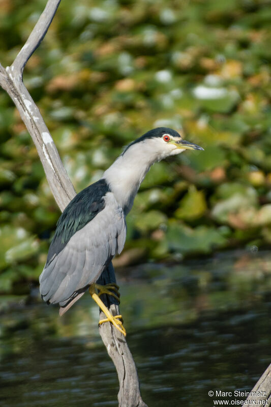 Black-crowned Night Heron