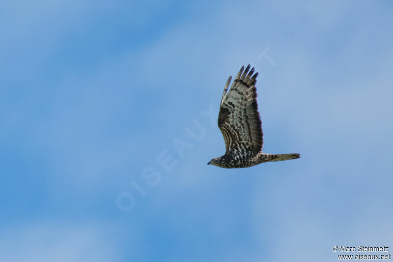 European Honey Buzzard