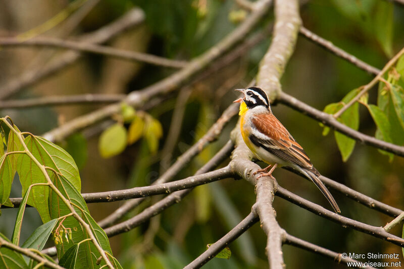 Bruant à poitrine dorée