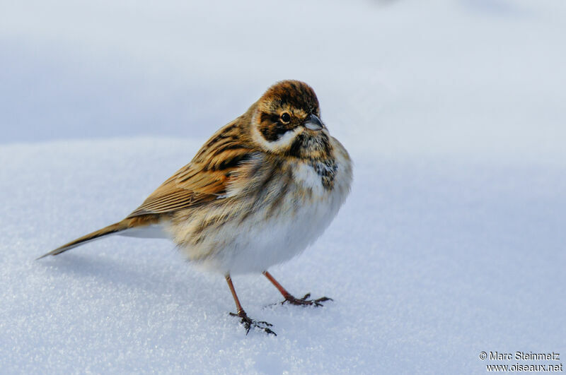 Common Reed Bunting