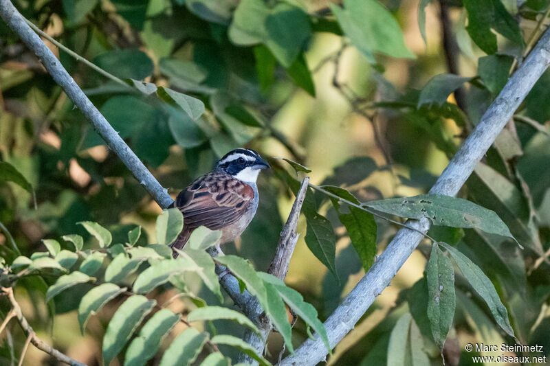 Stripe-headed Sparrow