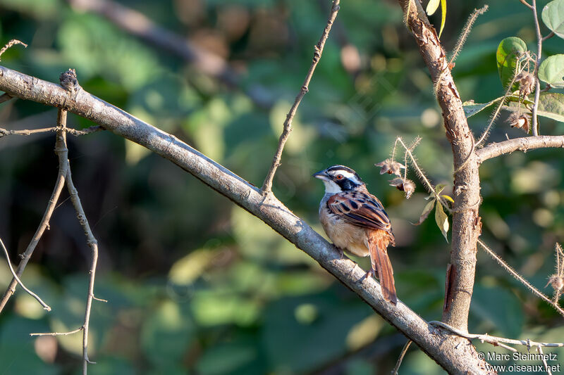 Stripe-headed Sparrow