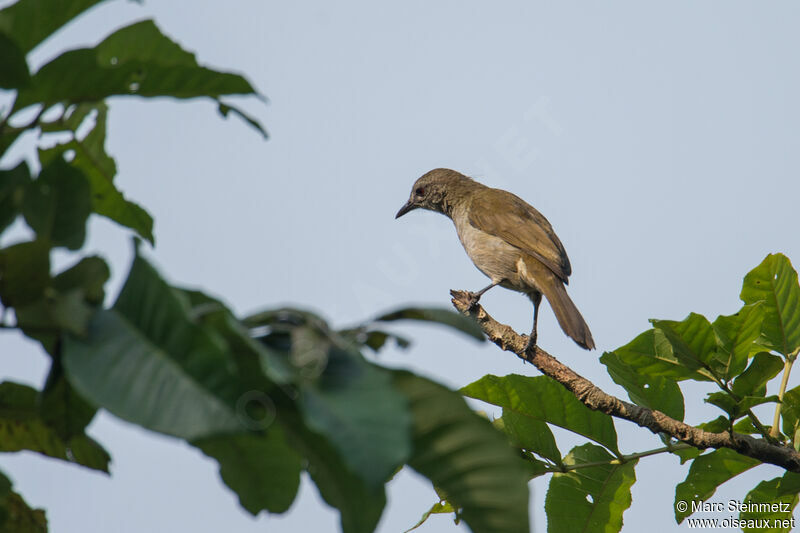 Slender-billed Greenbul