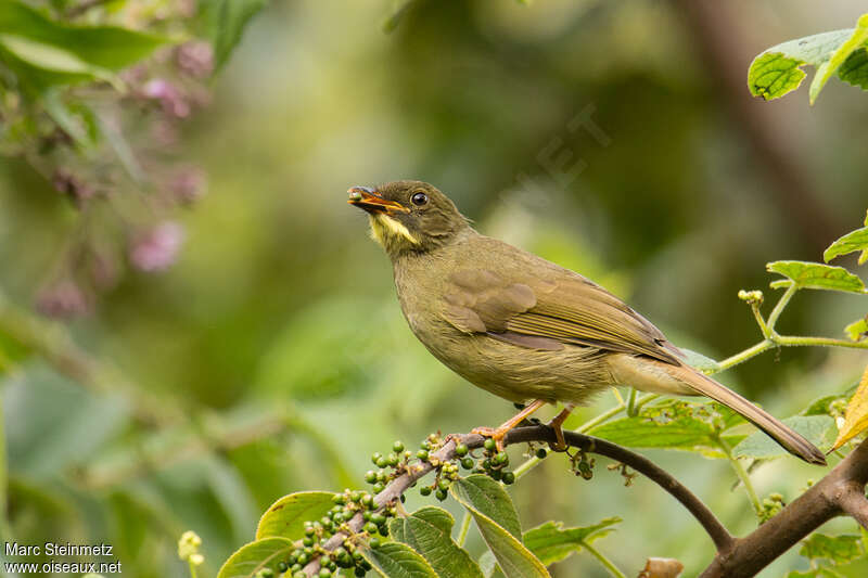 Bulbul à moustaches jaunesadulte, identification