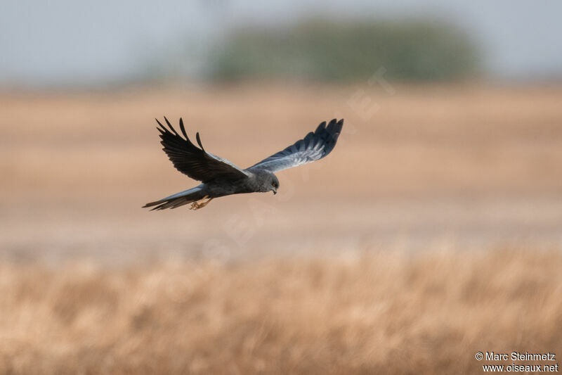 Montagu's Harrier male, Flight