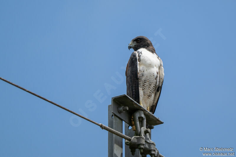 White-tailed Hawk