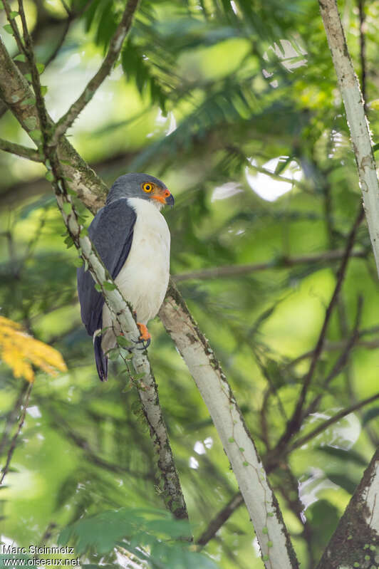 Buse semiplombéeadulte, identification