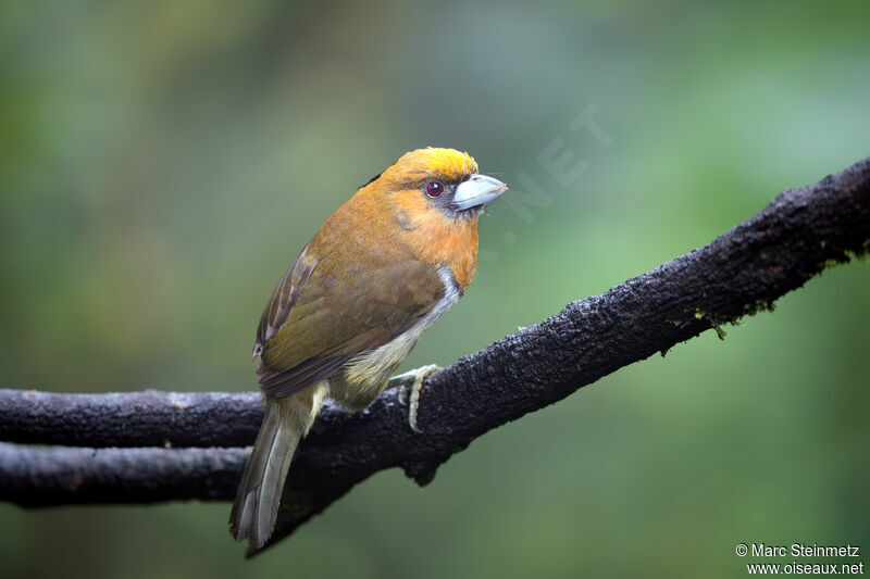 Prong-billed Barbet