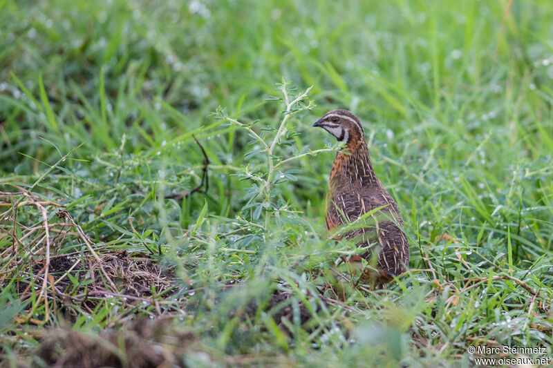 Harlequin Quail