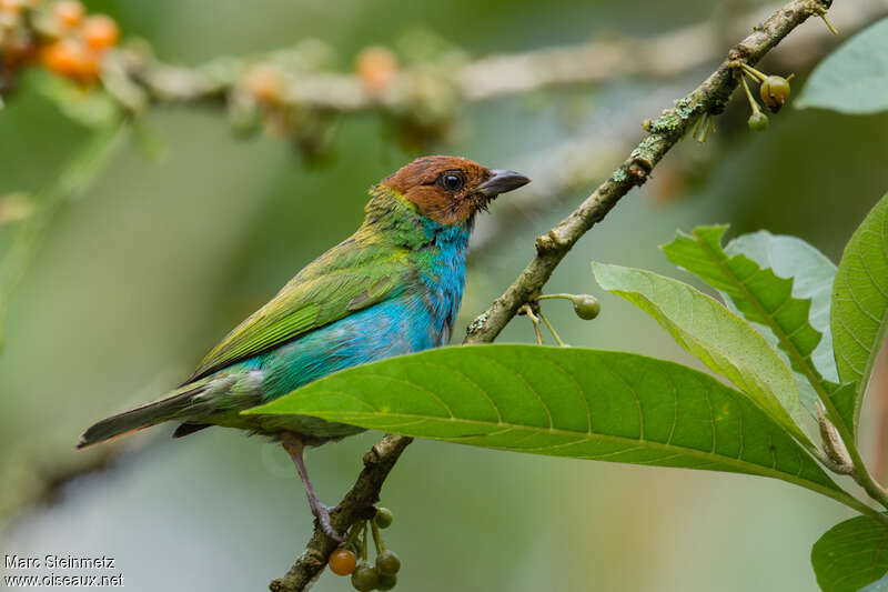 Bay-headed Tanageradult, identification