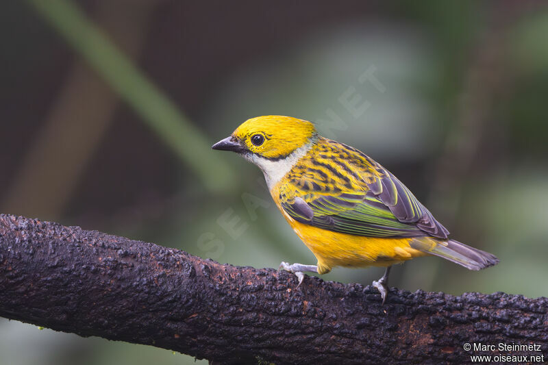 Silver-throated Tanager