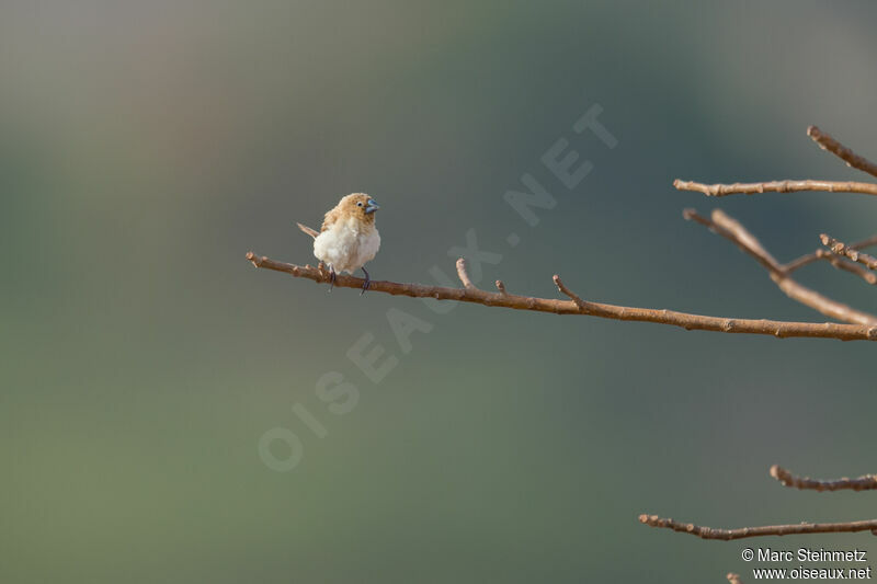 African Silverbill