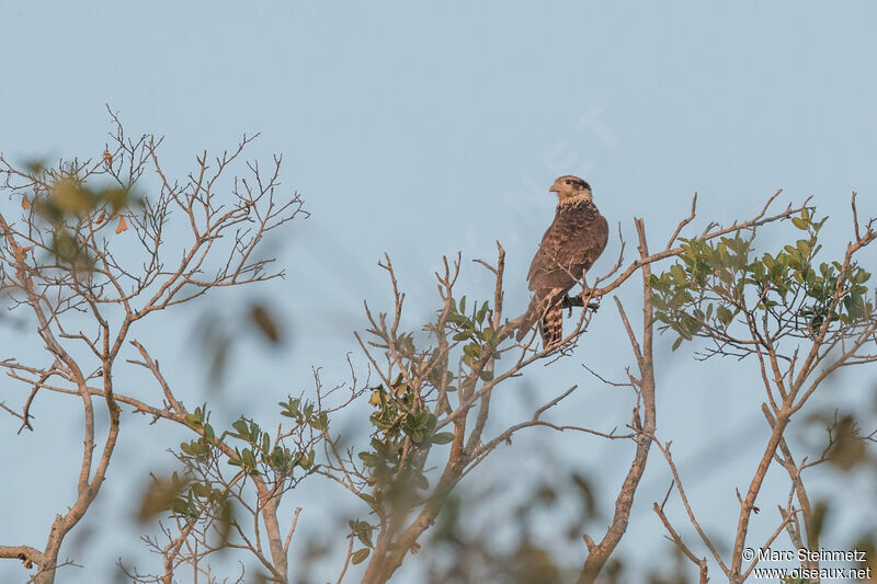 Caracara à tête jaunejuvénile