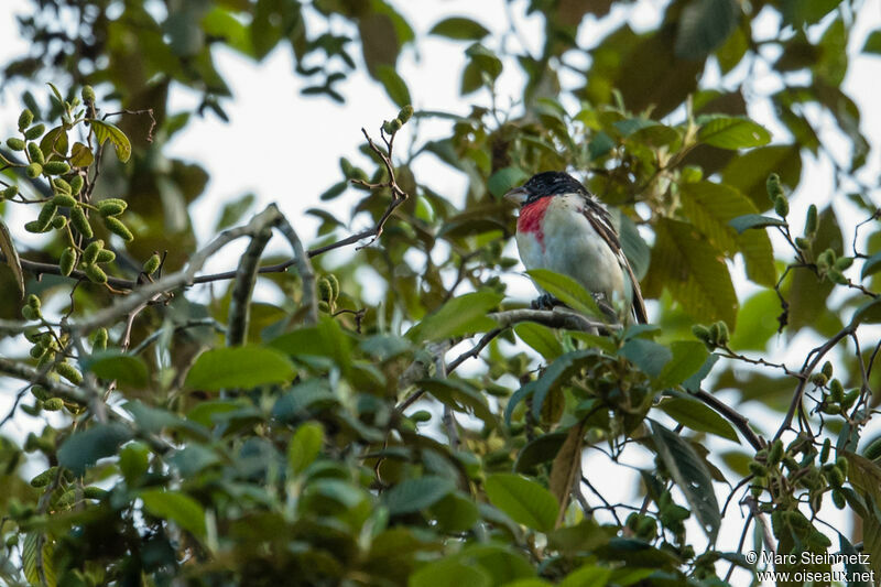 Cardinal à poitrine rose