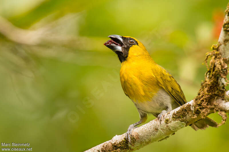 Black-faced Grosbeakadult, close-up portrait, eats