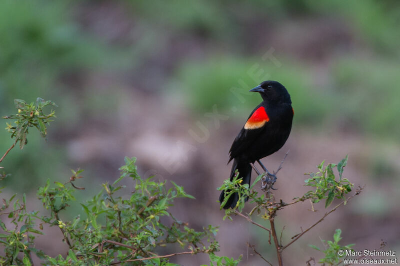 Red-winged Blackbird