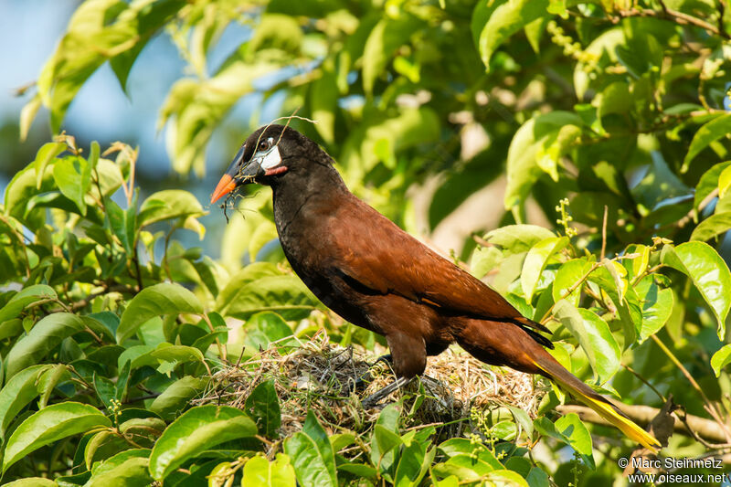 Cassique de Montezuma