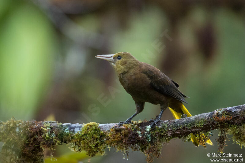 Russet-backed Oropendola