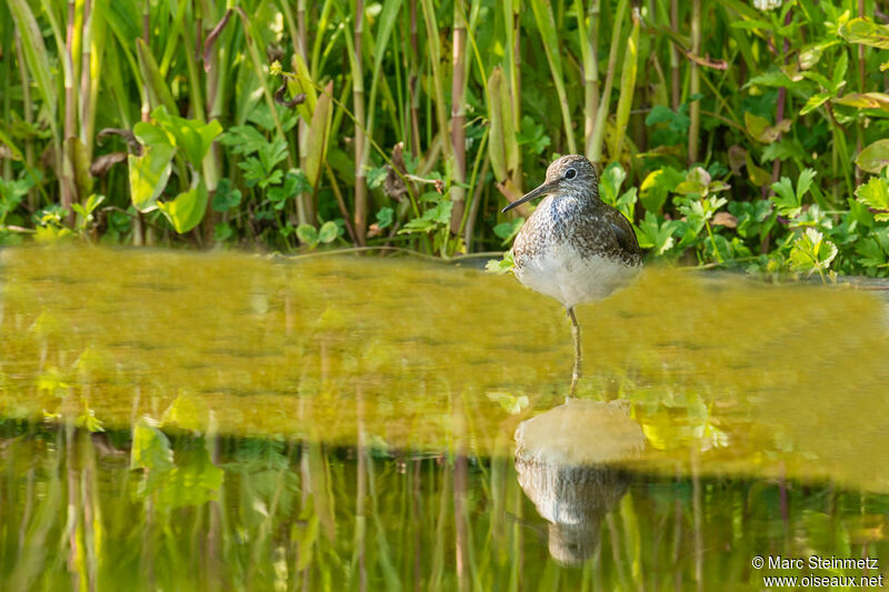 Green Sandpiper