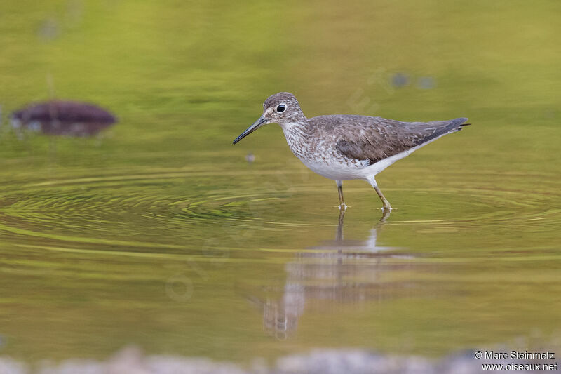 Solitary Sandpiper