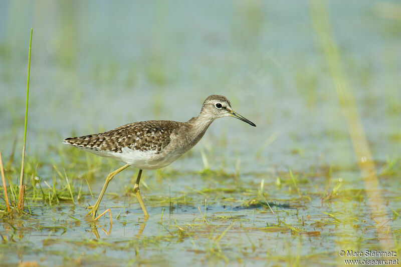 Wood Sandpiper