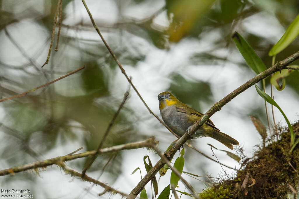 Yellow-throated Chlorospingus