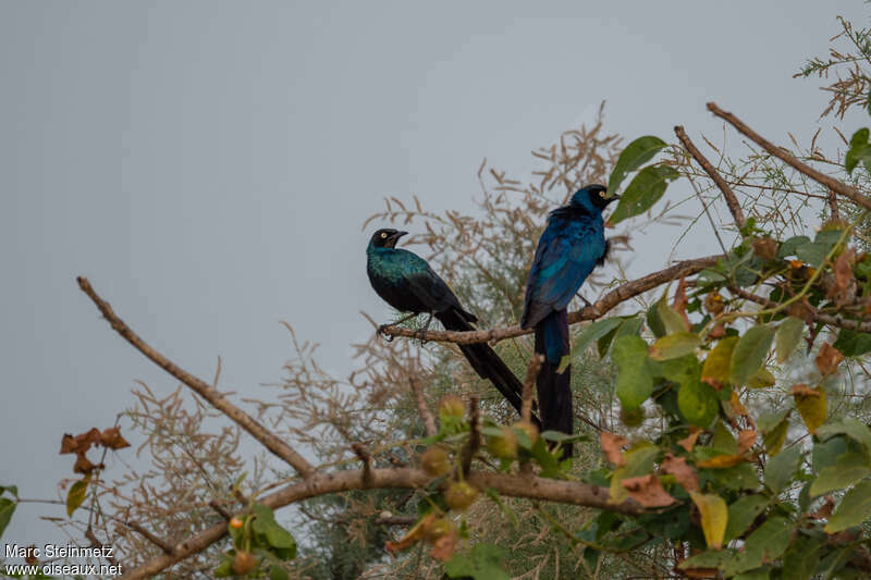 Long-tailed Glossy Starling, habitat, pigmentation, Behaviour