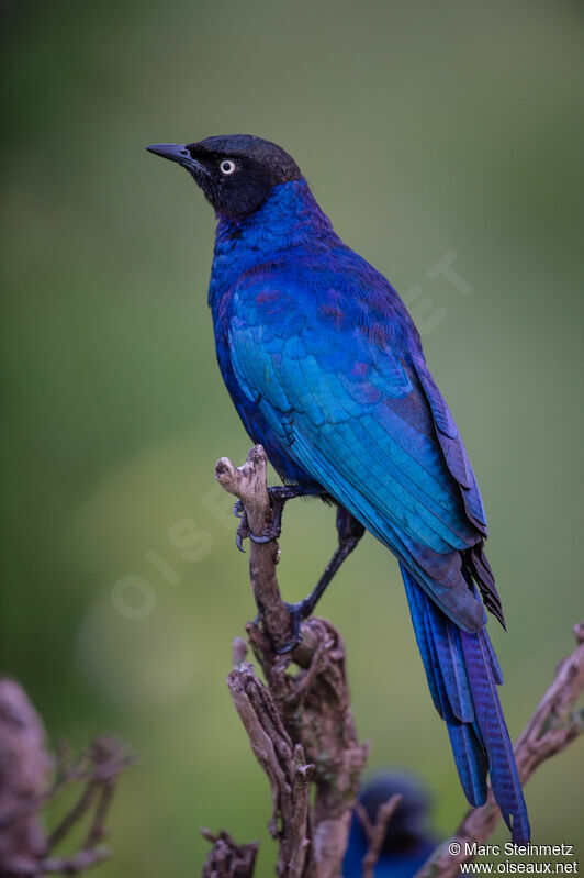 Rüppell's Starling