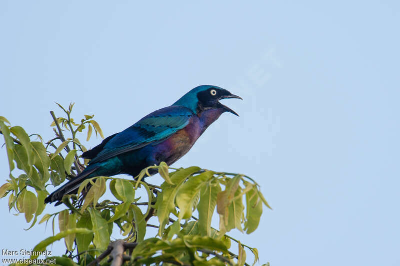 Splendid Starlingadult, identification