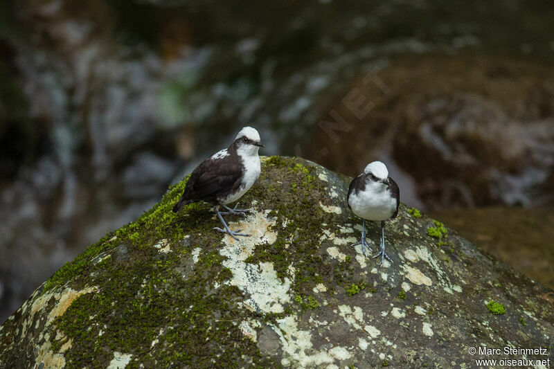 White-capped Dipper