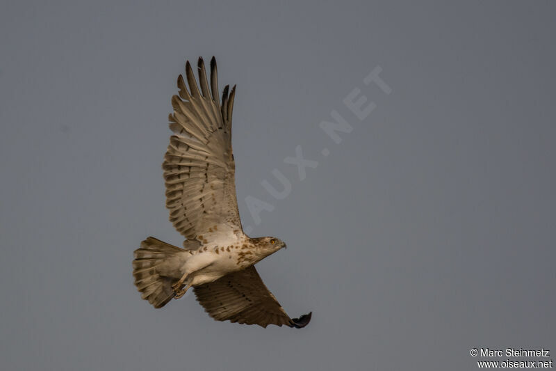 Short-toed Snake Eagle