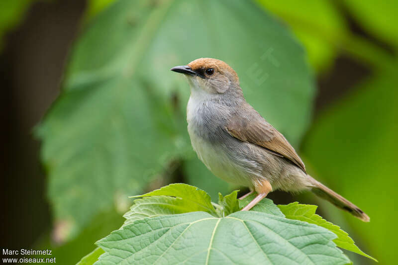 Chubb's Cisticolaadult, identification