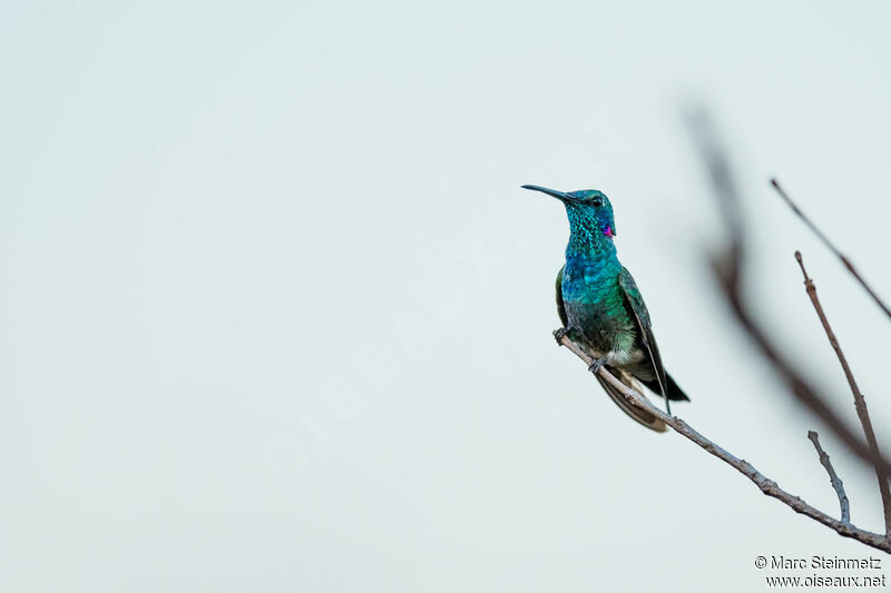 White-vented Violetear