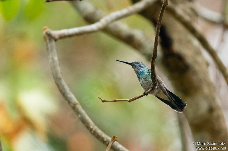 White-vented Violetear