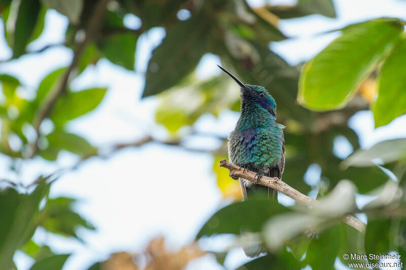 Sparkling Violetear